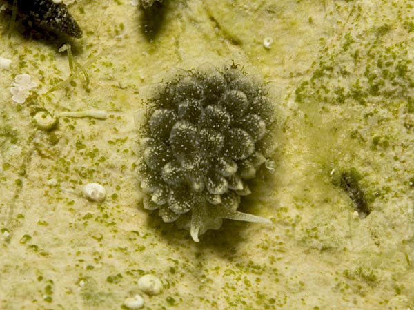 Ercolania coerulea